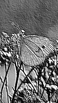 Skamielina
