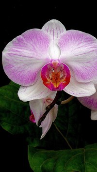 Oryginalny obrazek