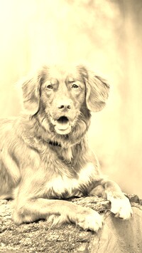 Sepia