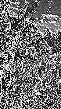 Skamielina