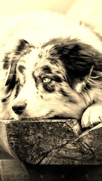 Szary + Sepia