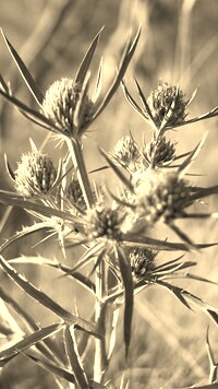 Szary + Sepia