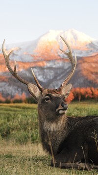 Oryginalny obrazek