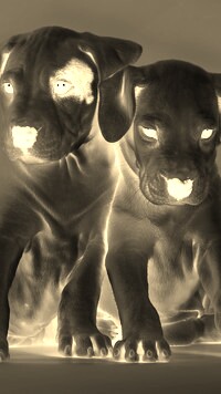 Sepia + Negatyw