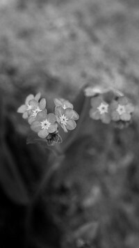Szary