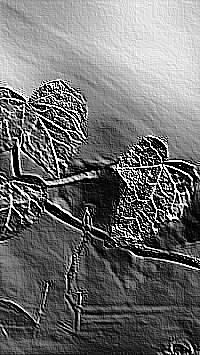 Skamielina