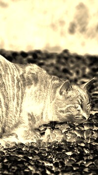 Sepia + Negatyw