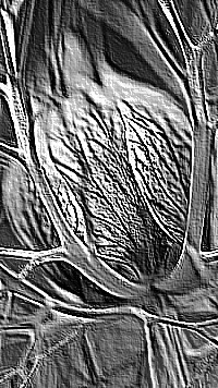 Skamielina