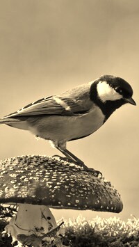 Szary + Sepia