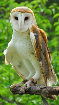 Oryginalny obrazek