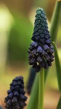 Oryginalny obrazek