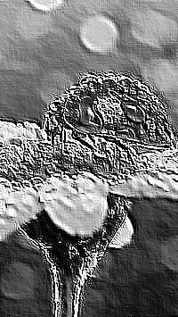 Skamielina