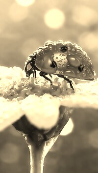 Szary + Sepia