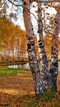 Oryginalny obrazek