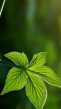 Oryginalny obrazek