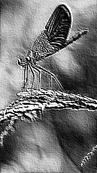 Skamielina