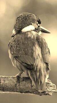 Szary + Sepia