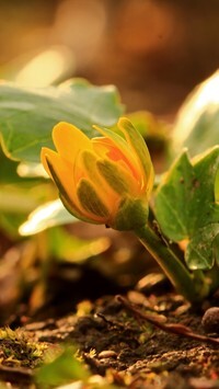 Oryginalny obrazek