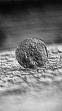 Skamielina