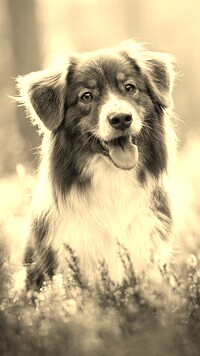 Szary + Sepia