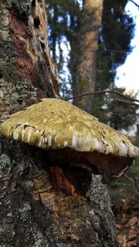 Oryginalny obrazek
