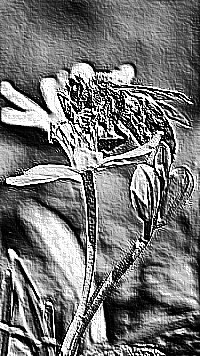 Skamielina
