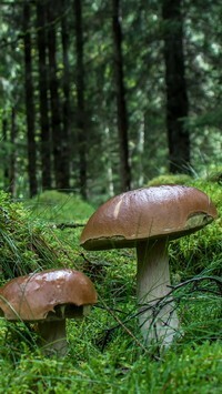 Oryginalny obrazek