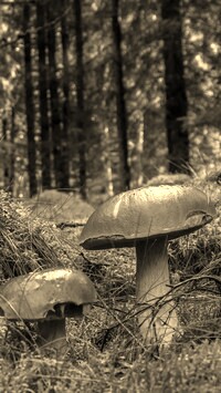 Sepia