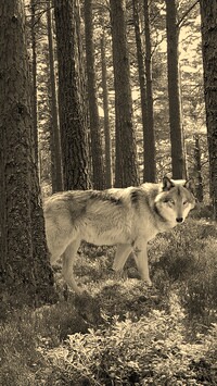 Sepia