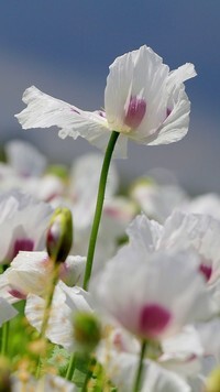 Oryginalny obrazek