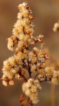 Oryginalny obrazek