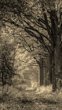 Szary + Sepia