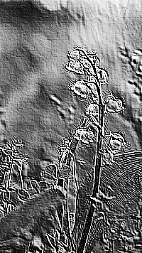 Skamielina