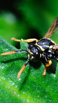 Oryginalny obrazek