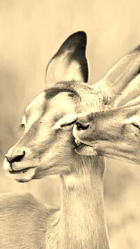 Szary + Sepia