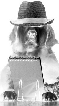 Szary + Negatyw