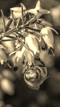 Szary + Sepia