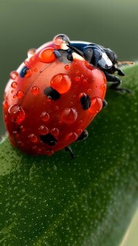 Oryginalny obrazek