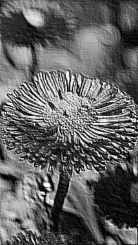 Skamielina