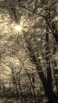 Szary + Sepia