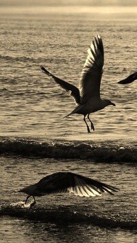 Szary + Sepia