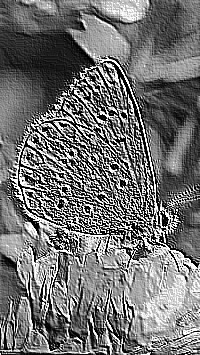 Skamielina