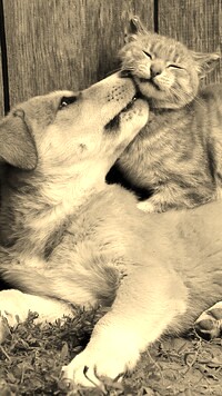 Szary + Sepia