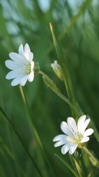 Oryginalny obrazek