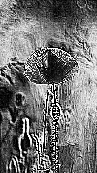 Skamielina