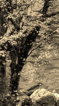 Sepia