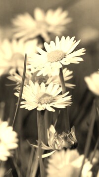 Szary + Sepia
