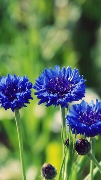 Oryginalny obrazek
