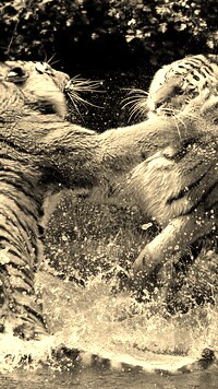 Szary + Sepia