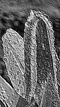 Skamielina